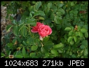 Topeka KS - E.F.A. Reinisch Memorial Rose Garden - July 12 - IMG_0621a-Reinisch_Memorial_Rose_Garden.jpg [1/1]-img_0621a-reinisch_memorial_rose_garden.jpg