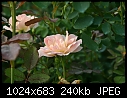 Topeka KS - E.F.A. Reinisch Memorial Rose Garden - July 12 - IMG_0623a-Reinisch_Memorial_Rose_Garden.jpg [1/1]-img_0623a-reinisch_memorial_rose_garden.jpg