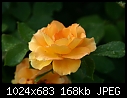 Topeka KS - E.F.A. Reinisch Memorial Rose Garden - July 12 - IMG_0625a-Reinisch_Memorial_Rose_Garden.jpg [1/1]-img_0625a-reinisch_memorial_rose_garden.jpg