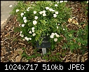 Topeka KS - E.F.A. Reinisch Memorial Rose Garden - July 12 - IMG_0628a-Reinisch_Memorial_Rose_Garden.jpg [1/1]-img_0628a-reinisch_memorial_rose_garden.jpg