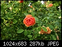 Topeka KS - E.F.A. Reinisch Memorial Rose Garden - July 12 - IMG_0629a-Reinisch_Memorial_Rose_Garden.jpg [1/1]-img_0629a-reinisch_memorial_rose_garden.jpg