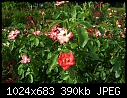 Topeka KS - E.F.A. Reinisch Memorial Rose Garden - July 12 - IMG_0633a-Reinisch_Memorial_Rose_Garden.jpg [1/1]-img_0633a-reinisch_memorial_rose_garden.jpg