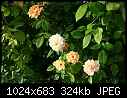 Topeka KS - E.F.A. Reinisch Memorial Rose Garden - July 12 - IMG_0638a-Reinisch_Memorial_Rose_Garden.jpg [1/1]-img_0638a-reinisch_memorial_rose_garden.jpg