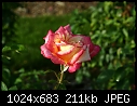 Topeka KS - E.F.A. Reinisch Memorial Rose Garden - July 12 - IMG_0635a-Reinisch_Memorial_Rose_Garden.jpg [1/1]-img_0635a-reinisch_memorial_rose_garden.jpg