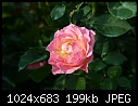 Topeka KS - E.F.A. Reinisch Memorial Rose Garden - July 12 - IMG_0644a-Reinisch_Memorial_Rose_Garden.jpg [1/1]-img_0644a-reinisch_memorial_rose_garden.jpg