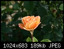 Topeka KS - E.F.A. Reinisch Memorial Rose Garden - July 12 - IMG_0640a-Reinisch_Memorial_Rose_Garden.jpg [1/1]-img_0640a-reinisch_memorial_rose_garden.jpg