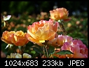 Topeka KS - E.F.A. Reinisch Memorial Rose Garden - July 12 - IMG_0651a-Reinisch_Memorial_Rose_Garden.jpg [1/1]-img_0651a-reinisch_memorial_rose_garden.jpg