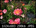 Topeka KS - E.F.A. Reinisch Memorial Rose Garden - July 12 - IMG_0642a-Reinisch_Memorial_Rose_Garden.jpg [1/1]-img_0642a-reinisch_memorial_rose_garden.jpg