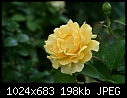 Topeka KS - E.F.A. Reinisch Memorial Rose Garden - July 12 - IMG_0648a-Reinisch_Memorial_Rose_Garden.jpg [1/1]-img_0648a-reinisch_memorial_rose_garden.jpg