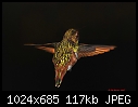 Click image for larger version

Name:	Backlit hummer wings.jpg
Views:	299
Size:	116.9 KB
ID:	13779