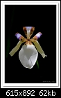 Walking Iris-2184 (Neomarica gracilis)-c-2184-walkiris-16-10-10-40-300.jpg