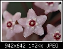 Hoya flower-3980-c-3980-hoya-09-10-10-5d-100.jpg