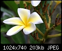 Frangipani-plumeria-white-yellow-dsc01133.jpg