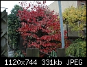 A little fall color - DSC_3979a.jpg (0/2)-dsc_3984a.jpg
