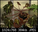 -begonia-leaves-dsc01180.jpg