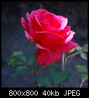 Click image for larger version

Name:	Teehybride_Rosa_Aug2010.jpg
Views:	215
Size:	40.3 KB
ID:	13798