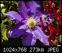 Click image for larger version

Name:	Purple Clematis.jpg
Views:	279
Size:	272.7 KB
ID:	13802