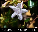 -unknown-small-white-flower.jpg