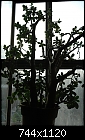 Time to repot my Jade Plant?-dsc_4065a.jpg