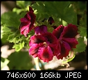 -connies-geranium-dsc01224.jpg