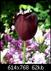 -purple-tulip-mail.jpg