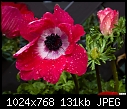 Click image for larger version

Name:	Mona Lisa Scarlet  & White Poppy Flowered Anemone 2.jpg
Views:	1404
Size:	131.0 KB
ID:	13832