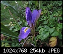 First iris of winter [1/1]-zunguicularis19.jpg