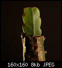 grafting of a cactus-epiaufmyrtillocactus_thumb.jpg