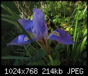 Iris: yesterday and today [1/1]-zunguicularis35.jpg