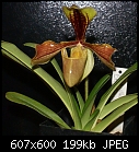 Another orchid-p-villosum-x-foxvalley-1744-01252.jpg
