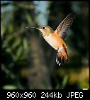 -rufous-allens-hummingbird-female-immature-male.jpg