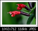 Lipstick Plant-3197 (Aeschynanthus radicans)-c-3197-lipsplant-08-01-11-40-300.jpg