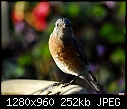 Click image for larger version

Name:	Western Bluebird - young male.jpg
Views:	441
Size:	252.1 KB
ID:	13881