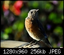 Western Bluebird - young male 2-western-bluebird-young-male-2.jpg