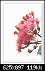 Eucalyptus-3389 'Summer Beauty' (Corymbia)-c-3389-summerbeauty-22-01-11-40-300.jpg