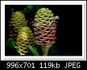 Beehive Ginger Flower-3858 (Zingiber spectabile)-c-3858-ginger-06-02-11-40-400.jpg
