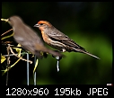 -cal-state-fullerton-arboretum-csuf-075-male-house-finch-eyes-female-flying-.jpg