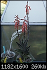 Click image for larger version

Name:	Aloe variegata 74DSC01420.JPG
Views:	319
Size:	260.4 KB
ID:	13912