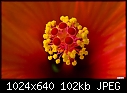 -hibiscus-core.jpg