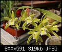 Click image for larger version

Name:	Cym OrchidConferance 'Tamiko' 636-01475.JPG
Views:	404
Size:	318.9 KB
ID:	13921