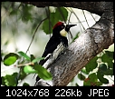 -acorn-woodpecker-male-tucker-wildlife-sanctuary-159.jpg