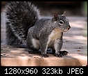 Gray squirrel-gray-squirrel.jpg