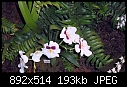 More Waldor orchids - SAM_0131a.jpg-sam_0131a.jpg