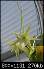 Angraecum orchid - AngrcmVeitchii 1793-01487.JPG (1/1)-angrcmveitchii-1793-01487.jpg