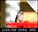 Female hummer @ my feeder-female-hummer-%40-my-feeder.jpg