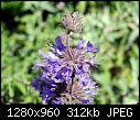 -scientific-name-salvia-mellifera-common-name-black-sage-family-name-lamiaceae.jpg