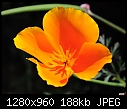 -scientific-name-eschsclozia-californica-common-name-california-poppy-family-name-papavaraceae.jpg