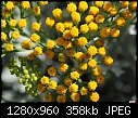 Little bitty yellow flower buds-little-bitty-yellow-flower-buds.jpg