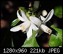 Click image for larger version

Name:	Orange Blossom.jpg
Views:	860
Size:	220.7 KB
ID:	13981