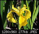 Yellow Iris-yellow-iris.jpg